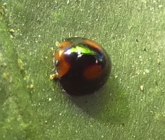 Cryptognatha amabilis