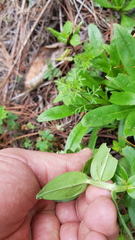 Lithospermum distichum