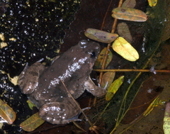 Occidozyga martensii