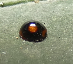 Cryptognatha amabilis