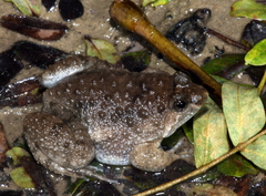 Occidozyga martensii