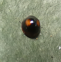 Cryptognatha amabilis