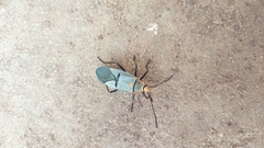 Dysdercus nigrofasciatus