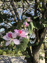 Bauhinia variegata