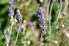 Lavandula dentata