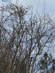 Poecile palustris