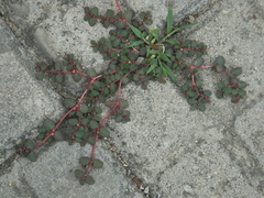 Euphorbia makinoi