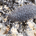 Tectipleuran Sea Slugs - Photo (c) Santiago Ron, some rights reserved (CC BY), uploaded by Santiago Ron