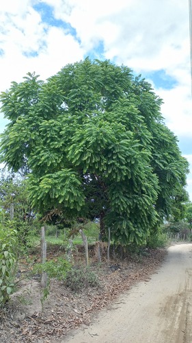 Cedrela odorata