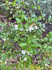 Arctostaphylos sensitiva