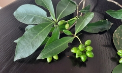 Peddiea africana