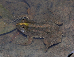 Occidozyga lima