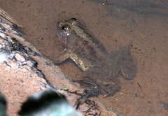 Occidozyga lima