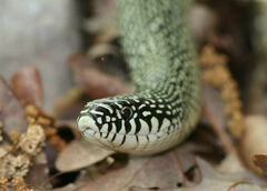 Lampropeltis holbrooki
