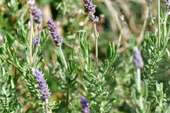 Lavandula dentata