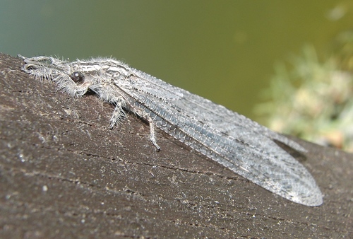 Synclisis baetica