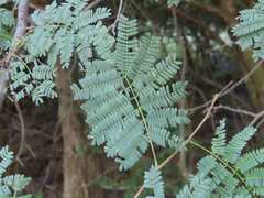 Albizia brevifolia