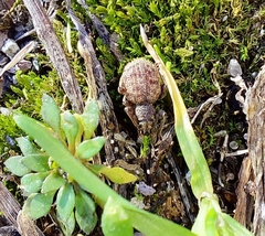 Entiminae