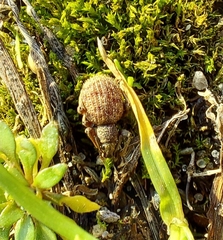 Entiminae