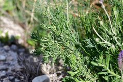 Lavandula dentata