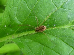 Rilaena triangularis