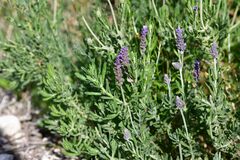 Lavandula dentata