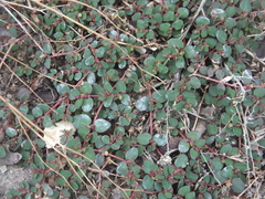 Euphorbia makinoi