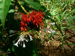 Rauvolfia serpentina