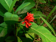 Rauvolfia serpentina