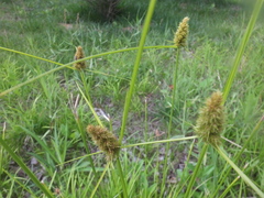 Carex neurocarpa