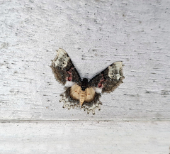 Macrohastina gemmifera