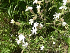 Silene latifolia