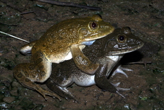 Hoplobatrachus occipitalis