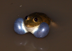 Hoplobatrachus occipitalis