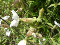 Silene latifolia
