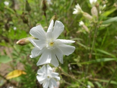 Silene latifolia