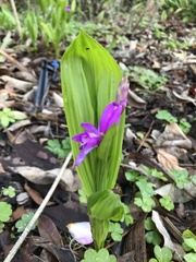Bletilla striata