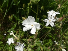 Silene latifolia