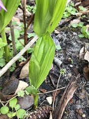 Bletilla striata