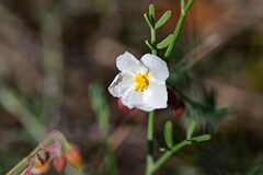 Helianthemum apenninum