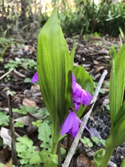 Bletilla striata