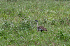 Lissotis melanogaster