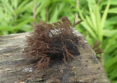 Stemonitis splendens