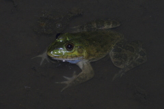 Hoplobatrachus occipitalis