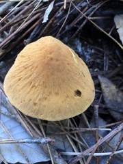 Cystoderma carcharias fallax