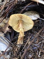 Cystoderma carcharias fallax