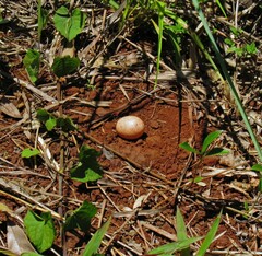 Nyctidromus albicollis