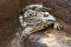 Hoplobatrachus crassus