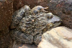 Hoplobatrachus crassus