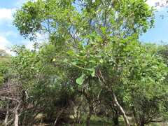 Pterocarpus rotundifolius